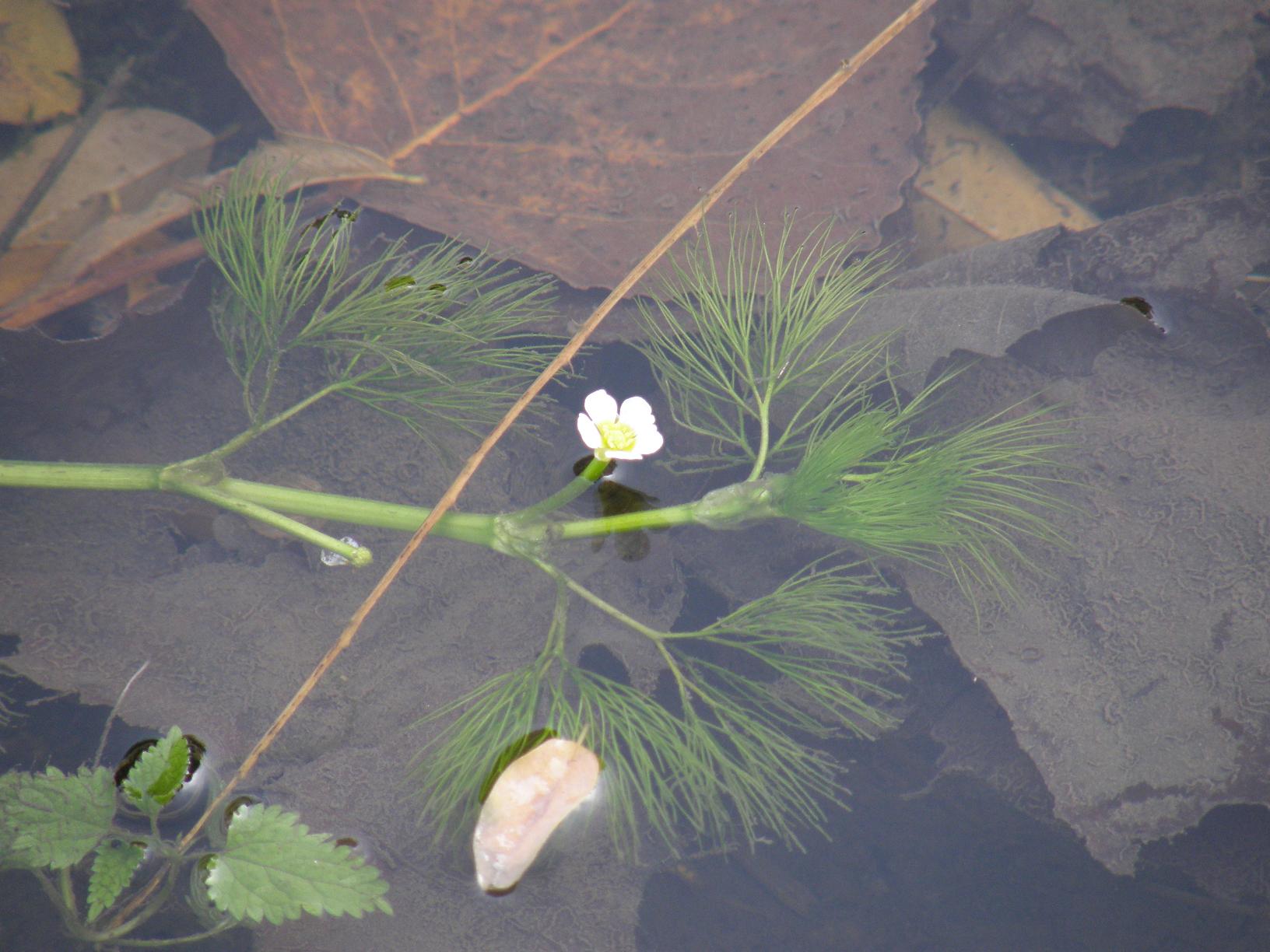 Ranunculus trichophyllus / Ranuncolo a foglie capillari